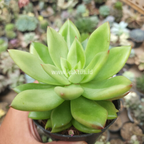 Echeveria Agavoides Miranda Silver Variegated, real gallery image #7 plants. Picture taken directly from kaktus.id community Echeveria farmer green houses.