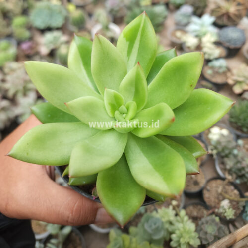 Echeveria Agavoides Miranda Silver Variegated, real gallery image #1 plants. Picture taken directly from kaktus.id community Echeveria farmer green houses.