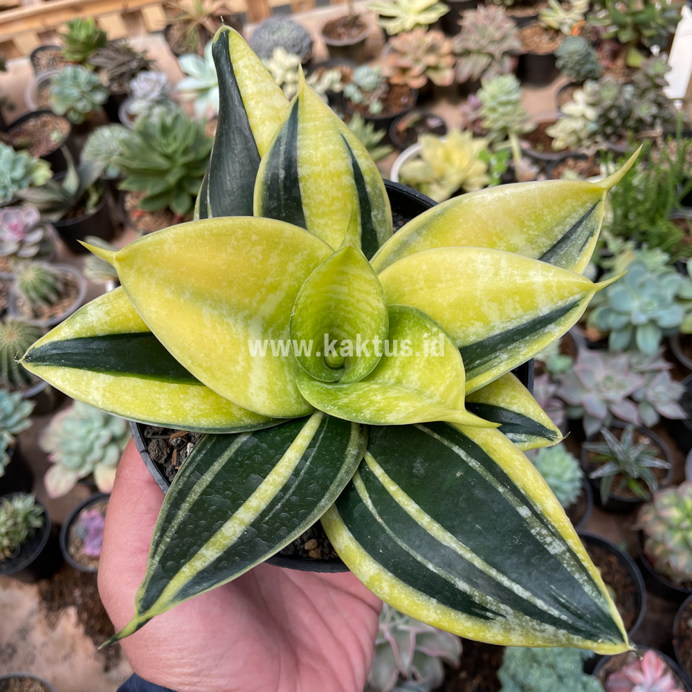 rebutia rauschii Sulcorebutia rauschii – Rita Lee's Nursery