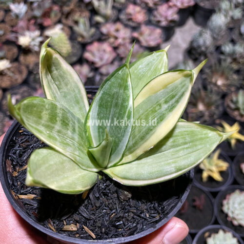 Sansevieria Silver Hahii Silver Cream, real gallery image #2 plants. Picture taken directly from kaktus.id community Sansevieria farmer green houses.
