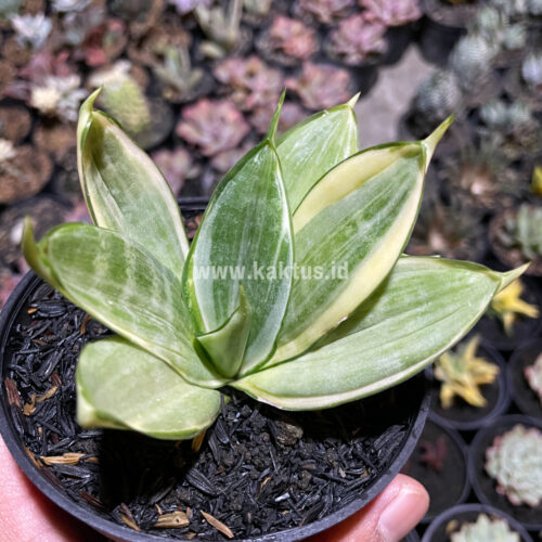 Sansevieria Silver Hahii Silver Cream, real gallery image #1 plants. Picture taken directly from kaktus.id community Sansevieria farmer green houses.