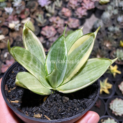 Sansevieria Silver Hahii Silver Cream, real gallery image #3 plants. Picture taken directly from kaktus.id community Sansevieria farmer green houses.