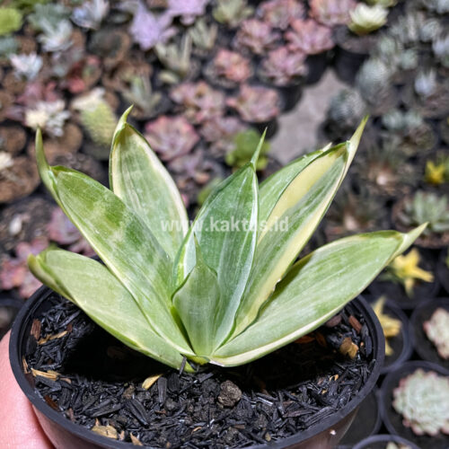 Sansevieria Silver Hahii Silver Cream, real gallery image #4 plants. Picture taken directly from kaktus.id community Sansevieria farmer green houses.