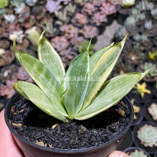 Sansevieria Silver Hahii Silver Cream, real gallery image #5 plants. Picture taken directly from kaktus.id community Sansevieria farmer green houses.