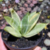 Sansevieria Silver Hahii Silver Cream, real gallery image #6 plants. Picture taken directly from kaktus.id community Sansevieria farmer green houses.