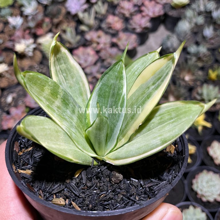 790. Sansevieria Silver Hahii Silver Cream