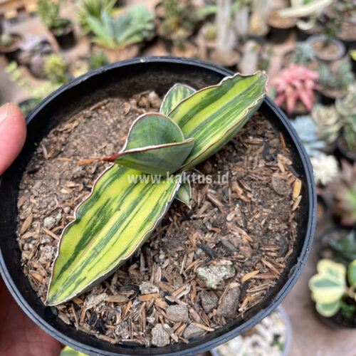 Sansevieria Robusta Dwarf Variegated, real gallery image #2 plants. Picture taken directly from kaktus.id community Sansevieria farmer green houses.