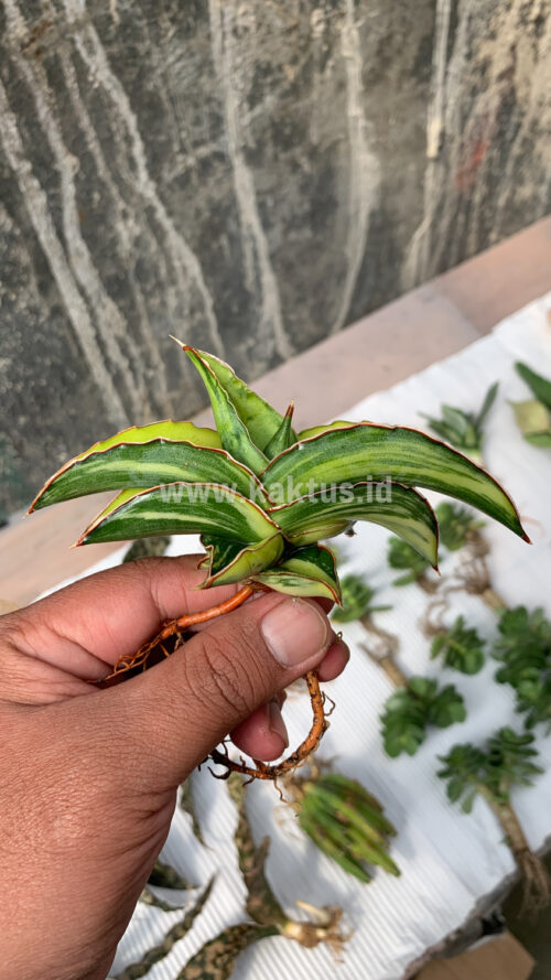 Sansevieria Robusta Dwarf Variegated, real gallery image #12 plants. Picture taken directly from kaktus.id community Sansevieria farmer green houses.