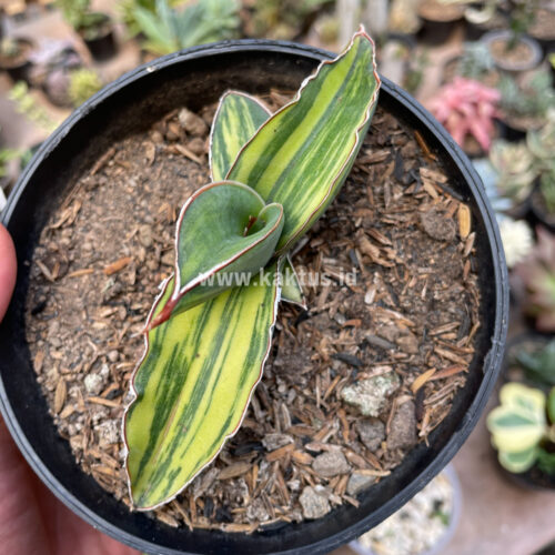 Sansevieria Robusta Dwarf Variegated, real gallery image #4 plants. Picture taken directly from kaktus.id community Sansevieria farmer green houses.