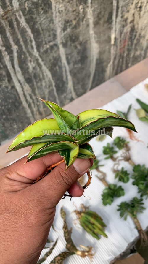 Sansevieria Robusta Dwarf Variegated, real gallery image #7 plants. Picture taken directly from kaktus.id community Sansevieria farmer green houses.