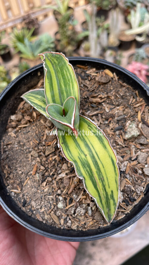 Sansevieria Robusta Dwarf Variegated, real gallery image #6 plants. Picture taken directly from kaktus.id community Sansevieria farmer green houses.