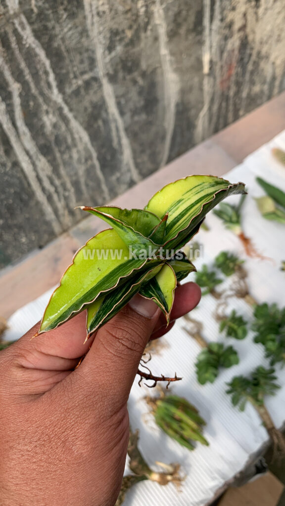 kaktus.id