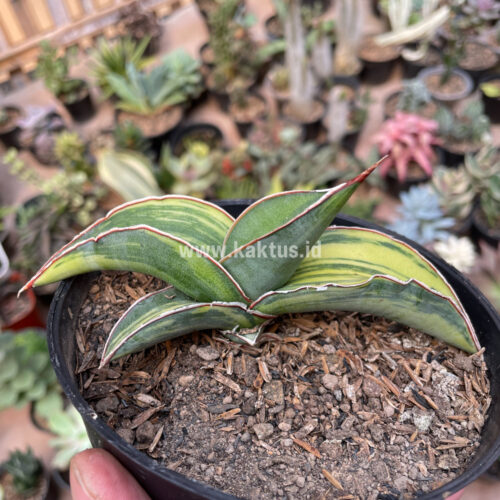 Sansevieria Robusta Dwarf Variegated, real gallery image #8 plants. Picture taken directly from kaktus.id community Sansevieria farmer green houses.