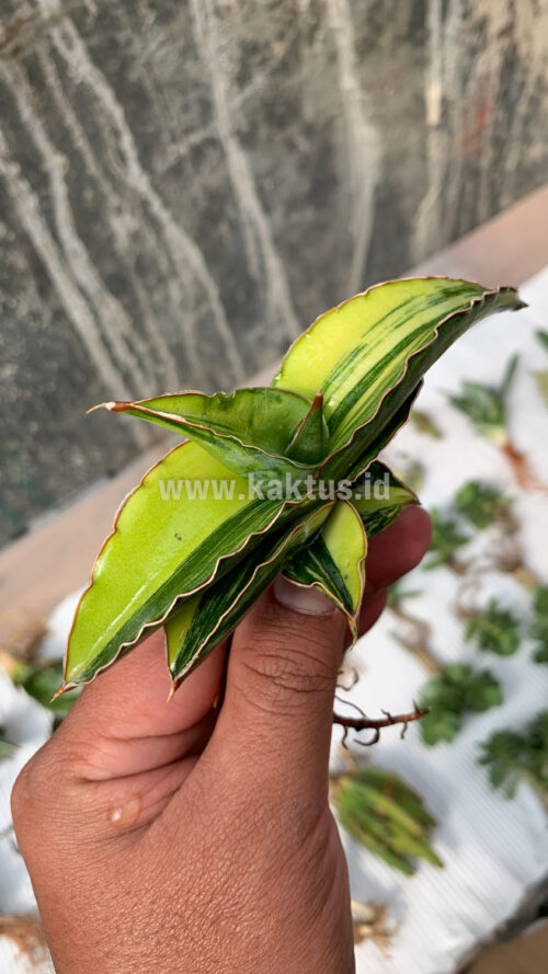 Sansevieria Robusta Dwarf Variegated, real gallery image #1 plants. Picture taken directly from kaktus.id community Sansevieria farmer green houses.