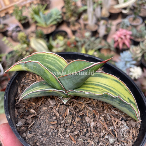 Sansevieria Robusta Dwarf Variegated, real gallery image #10 plants. Picture taken directly from kaktus.id community Sansevieria farmer green houses.