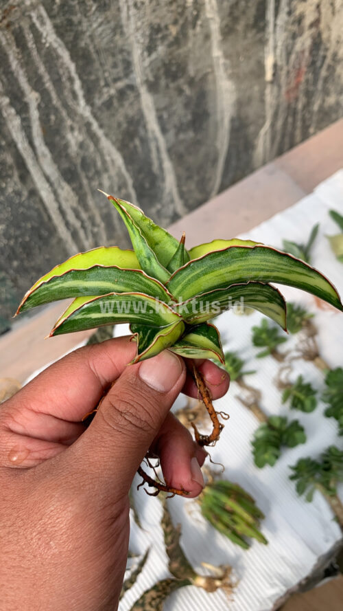 Sansevieria Robusta Dwarf Variegated, real gallery image #5 plants. Picture taken directly from kaktus.id community Sansevieria farmer green houses.