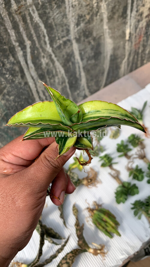 Sansevieria Robusta Dwarf Variegated, real gallery image #9 plants. Picture taken directly from kaktus.id community Sansevieria farmer green houses.