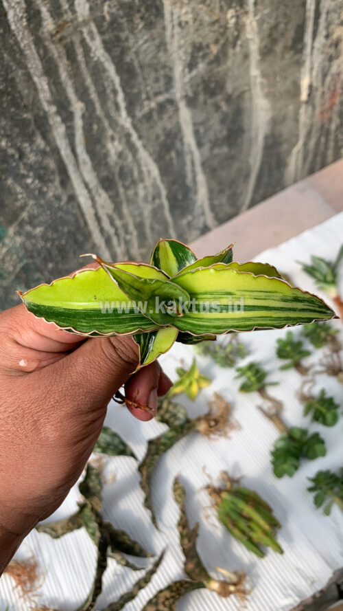 Sansevieria Robusta Dwarf Variegated, real gallery image #11 plants. Picture taken directly from kaktus.id community Sansevieria farmer green houses.