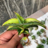 Sansevieria Robusta Dwarf Variegated, real feature image plant. Picture taken directly from kaktus.id community Sansevieria farmer green houses.