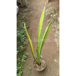 Sansevieria Parva Stick Variegated Size 60 Cm, real gallery image #3 plants. Picture taken directly from kaktus.id community Sansevieria farmer green houses.