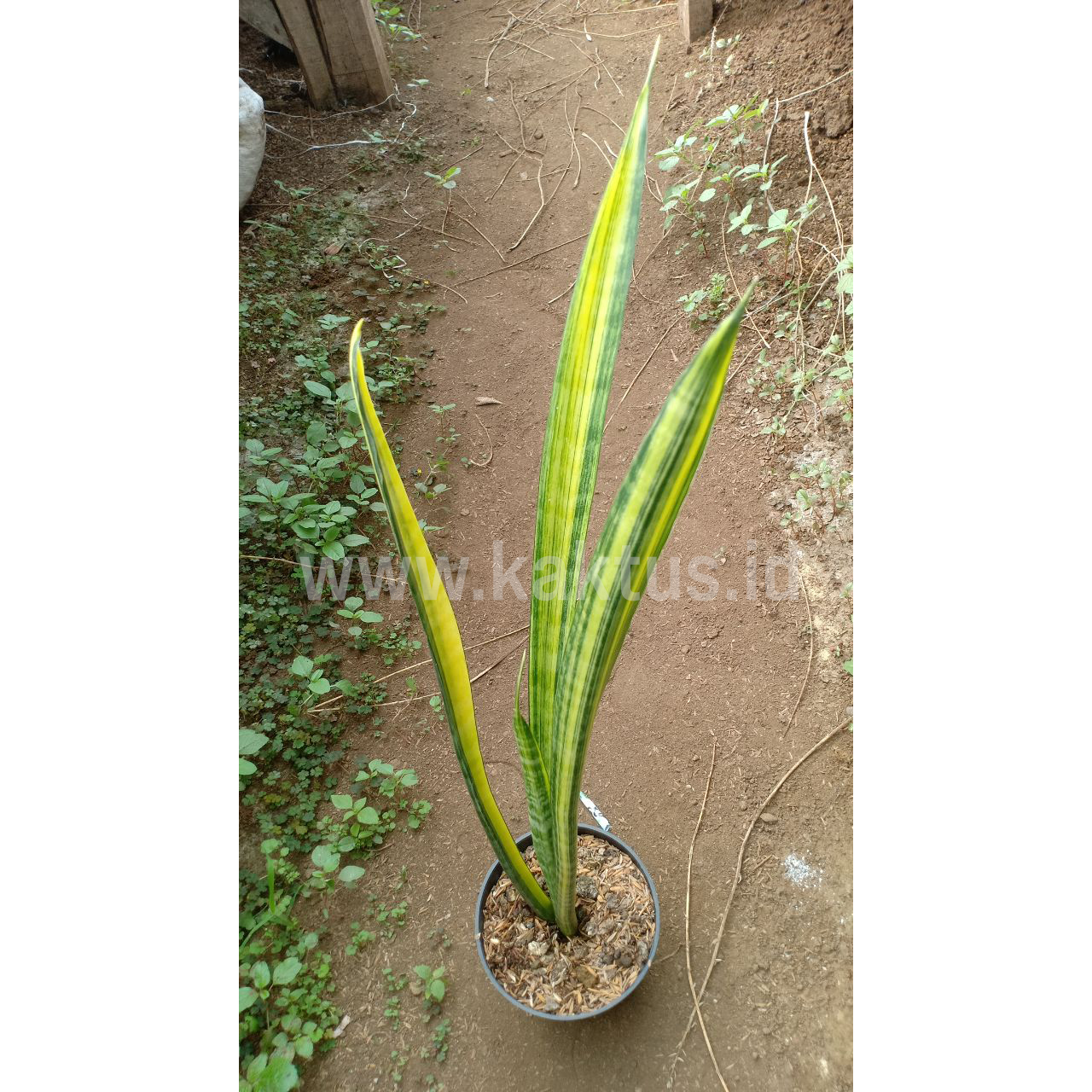 Sansevieria Parva Stick Variegated Size 60 Cm