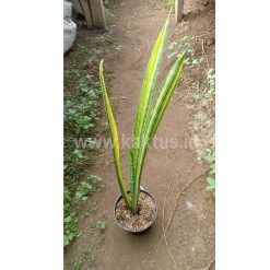 Sansevieria Parva Stick Variegated Size 60 Cm, real gallery image #1 plants. Picture taken directly from kaktus.id community Sansevieria farmer green houses.