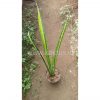 Sansevieria Parva Stick Variegated Size 60 Cm, real feature image plant. Picture taken directly from kaktus.id community Sansevieria farmer green houses.