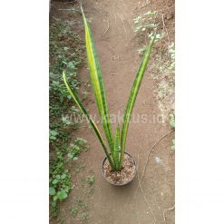 Sansevieria Parva Stick Variegated Size 60 Cm, real gallery image #2 plants. Picture taken directly from kaktus.id community Sansevieria farmer green houses.