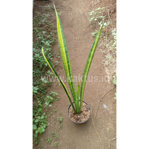 Sansevieria Parva Stick Variegated Size 60 Cm, real feature image plant. Picture taken directly from kaktus.id community Sansevieria farmer green houses.
