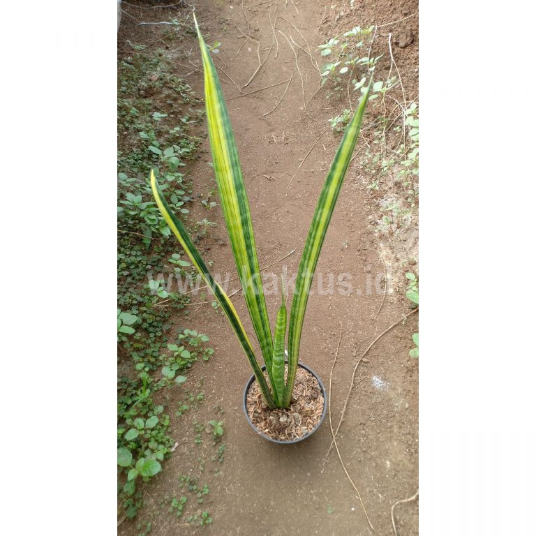 792. Sansevieria Parva Stick Variegated Size 60 Cm