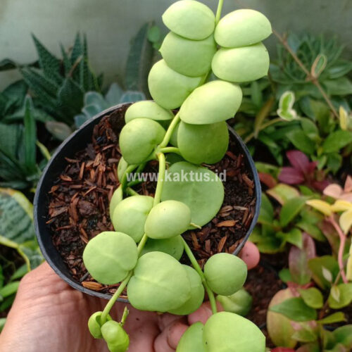 Dischidia Vidalii Hybrid, real gallery image #2 plants. Picture taken directly from kaktus.id community Dischidia farmer green houses.