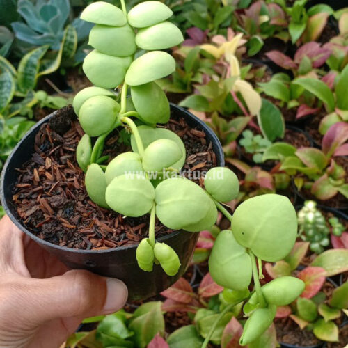 Dischidia Vidalii Hybrid, real gallery image #3 plants. Picture taken directly from kaktus.id community Dischidia farmer green houses.