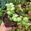 Dischidia Vidalii Hybrid, real gallery image #4 plants. Picture taken directly from kaktus.id community Dischidia farmer green houses.