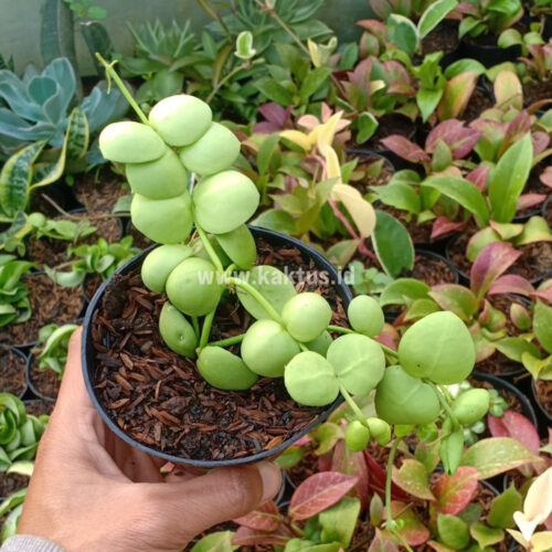 Dischidia Vidalii Hybrid, real gallery image #5 plants. Picture taken directly from kaktus.id community Dischidia farmer green houses.
