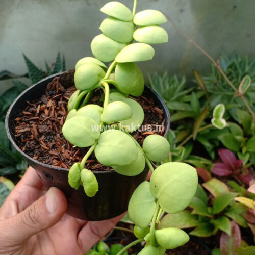 Dischidia Vidalii Hybrid, real gallery image #1 plants. Picture taken directly from kaktus.id community Dischidia farmer green houses.