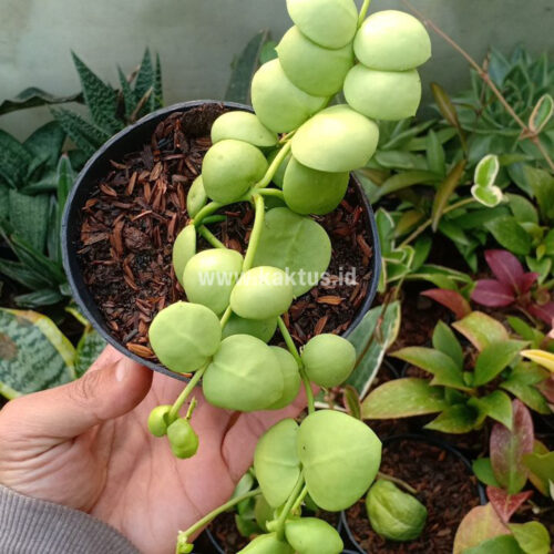 Dischidia Vidalii Hybrid, real gallery image #6 plants. Picture taken directly from kaktus.id community Dischidia farmer green houses.