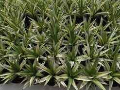 Sansevieria Cordova White Variegated, real gallery image #1 plants. Picture taken directly from kaktus.id community Sansevieria farmer green houses.