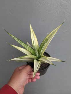 Sansevieria Cordova White Variegated, real gallery image #2 plants. Picture taken directly from kaktus.id community Sansevieria farmer green houses.