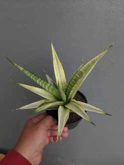 Sansevieria Cordova White Variegated, real gallery image #3 plants. Picture taken directly from kaktus.id community Sansevieria farmer green houses.