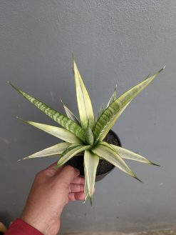 Sansevieria Cordova White Variegated, real gallery image #4 plants. Picture taken directly from kaktus.id community Sansevieria farmer green houses.