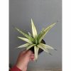 Sansevieria Cordova White Variegated, real feature image plant. Picture taken directly from kaktus.id community Sansevieria farmer green houses.
