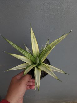 Sansevieria Cordova White Variegated, real gallery image #5 plants. Picture taken directly from kaktus.id community Sansevieria farmer green houses.