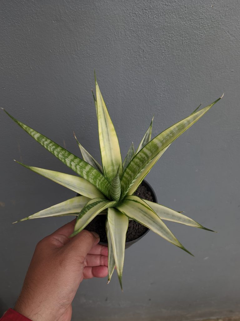 kaktus.id