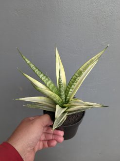 Sansevieria Cordova White Variegated, real gallery image #6 plants. Picture taken directly from kaktus.id community Sansevieria farmer green houses.