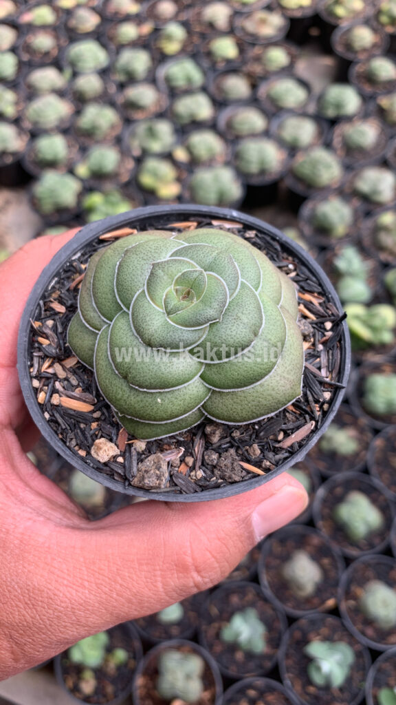 kaktus.id