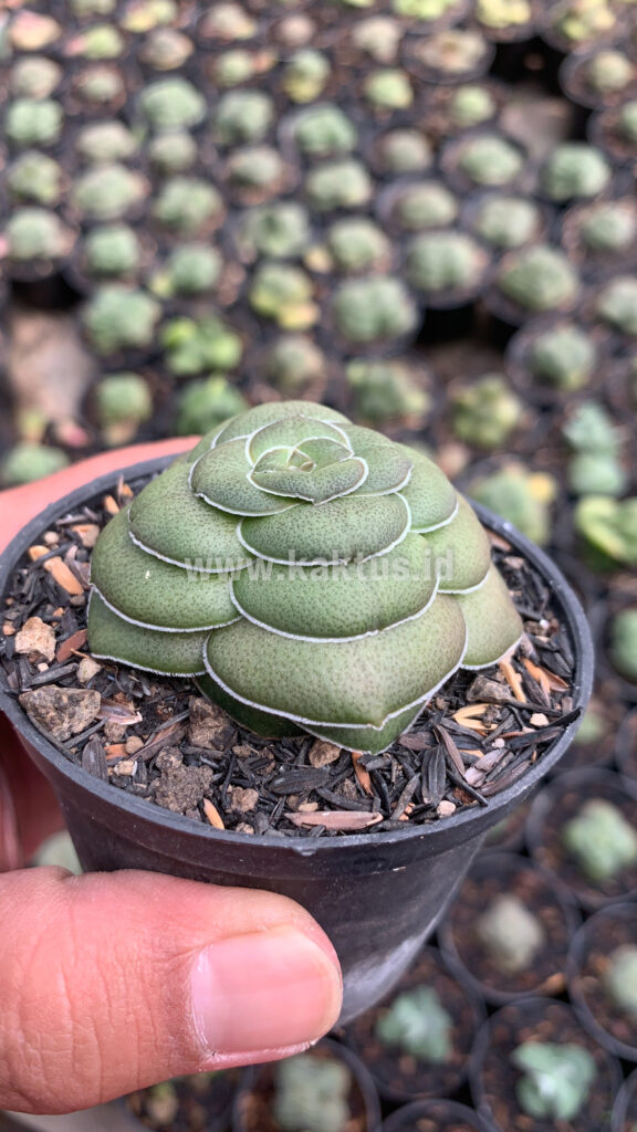 kaktus.id