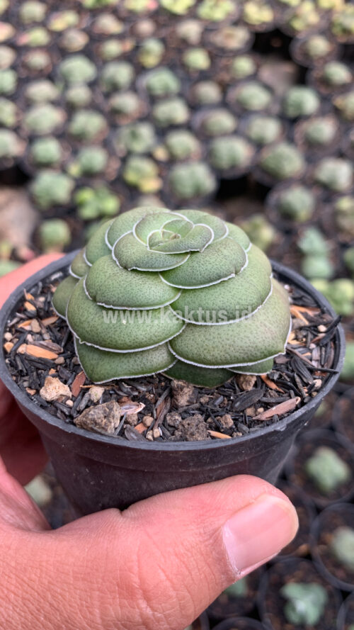 Crassula Hemisphaerica, real gallery image #4 plants. Picture taken directly from kaktus.id community Crassula farmer green houses.