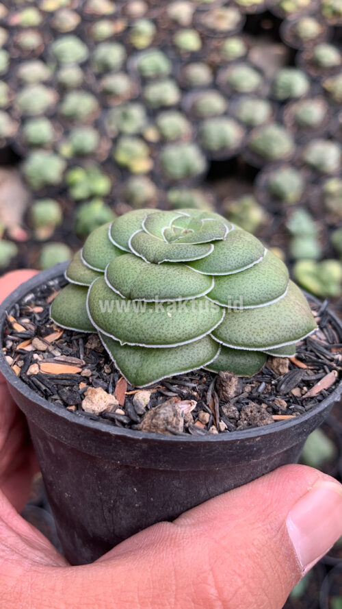 Crassula Hemisphaerica, real gallery image #5 plants. Picture taken directly from kaktus.id community Crassula farmer green houses.