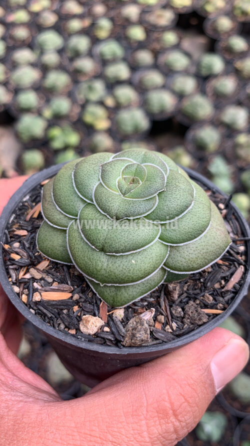 Crassula Hemisphaerica, real gallery image #6 plants. Picture taken directly from kaktus.id community Crassula farmer green houses.