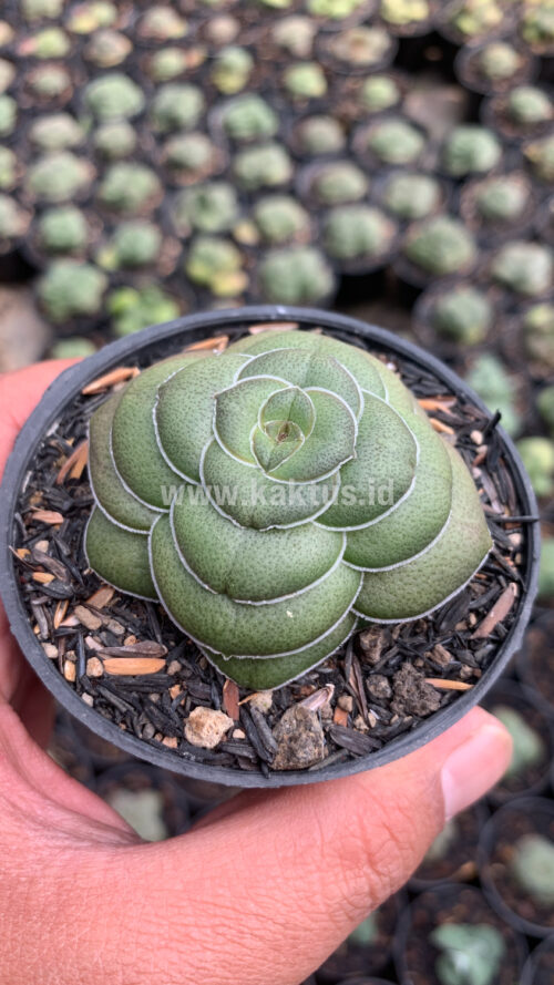 Crassula Hemisphaerica, real gallery image #8 plants. Picture taken directly from kaktus.id community Crassula farmer green houses.